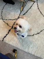 Brady, a male Maltipoo for sale in Buford, GA – 2 of 8