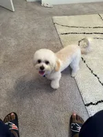 Brady, a male Maltipoo for sale in Buford, GA – 4 of 8