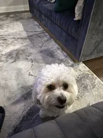 Brady, a male Maltipoo for sale in Buford, GA – 7 of 8