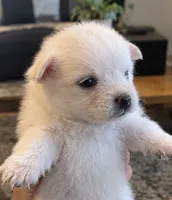 Teddy Bear 3, a female Maltese and Pomeranian for sale in Pico Rivera, CA – 2 of 2