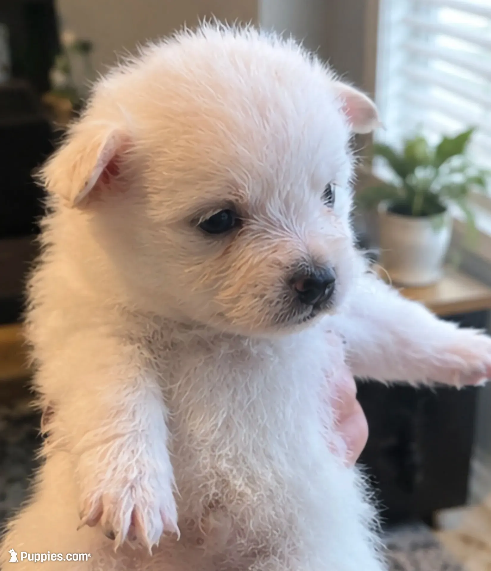 Teddy bear , a male Maltese and Pomeranian for sale in Pico Rivera, CA – 2 of 2