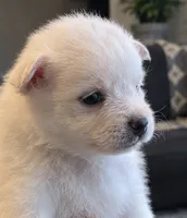 Teddy Bear 2, a female Maltese and Pomeranian for sale in Pico Rivera, CA – 2 of 2