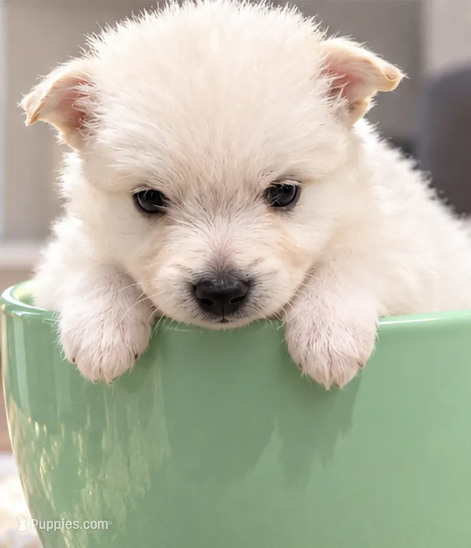 Teddy Bear 5 – Maltese, Pomeranian puppy for sale in Pico Rivera, CA
