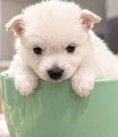 Teddy Bear 5, a male Maltese and Pomeranian for sale in Pico Rivera, CA – 1 of 2
