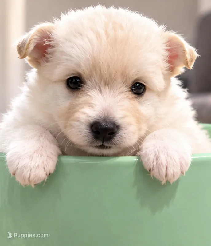 Teddy Bear 4 – Maltese, Pomeranian puppy for sale in Pico Rivera, CA