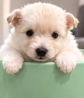 Teddy Bear 4, a male Maltese and Pomeranian for sale in Pico Rivera, CA – 1 of 2