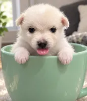 Teddy bear , a male Maltese and Pomeranian for sale in Pico Rivera, CA – 1 of 2