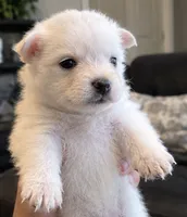 Teddy Bear 5, a male Maltese and Pomeranian for sale in Pico Rivera, CA – 2 of 2