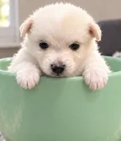 Teddy Bear 2, a female Maltese and Pomeranian for sale in Pico Rivera, CA – 1 of 2