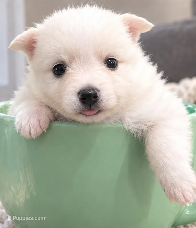 Teddy Bear 3 – Maltese, Pomeranian puppy for sale in Pico Rivera, CA