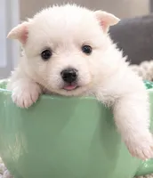 Teddy Bear 3, a female Maltese and Pomeranian for sale in Pico Rivera, CA – 1 of 2