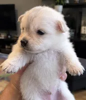 Teddy Bear 4, a male Maltese and Pomeranian for sale in Pico Rivera, CA – 2 of 2