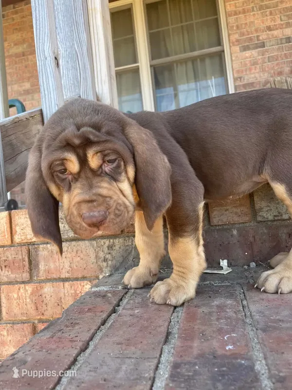 Pete  – Bloodhound puppy for sale in Hampton, VA