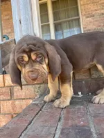 Pete , a male Bloodhound for sale in Hampton, VA – 1 of 4