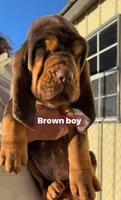 Pete , a male Bloodhound for sale in Hampton, VA – 3 of 4