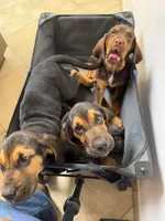 Pete , a male Bloodhound for sale in Hampton, VA – 2 of 4
