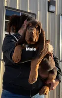 Pete , a male Bloodhound for sale in Hampton, VA – 4 of 4