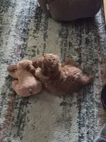 Benji, a male Cavapoo for sale in Tampa, FL – 3 of 3