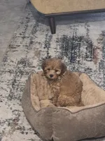 Benji, a male Cavapoo for sale in Tampa, FL – 2 of 3