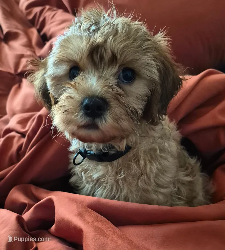 Benji – Cavapoo puppy for sale in Tampa, FL