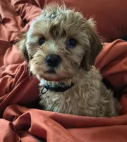Benji, a male Cavapoo for sale in Tampa, FL – 1 of 3