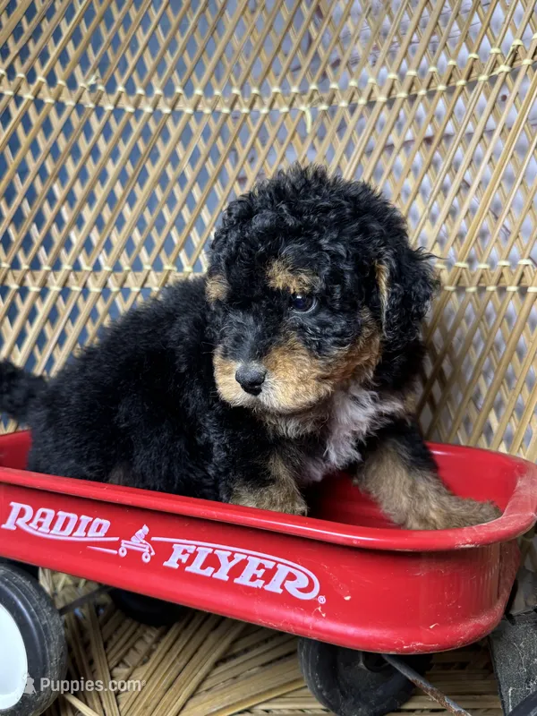 Girl  – Miniature Bernedoodle puppy for sale in Russellville, AL