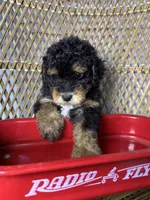 Girl , a female Miniature Bernedoodle for sale in Russellville, AL – 3 of 3