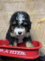 Male 1, a male Miniature Bernedoodle for sale in Russellville, AL – 3 of 4