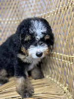Male 1, a male Miniature Bernedoodle for sale in Russellville, AL – 4 of 4