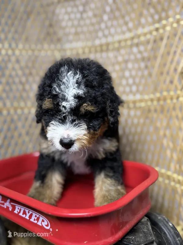 Male 1 – Miniature Bernedoodle puppy for sale in Russellville, AL
