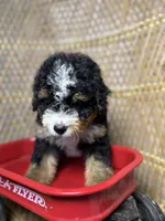 Male 1, a male Miniature Bernedoodle for sale in Russellville, AL – 1 of 4