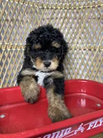 Girl , a female Miniature Bernedoodle for sale in Russellville, AL – 2 of 3