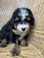 Male 1, a male Miniature Bernedoodle for sale in Russellville, AL – 2 of 4