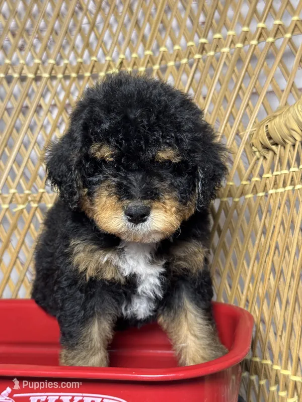 Male 2 – Miniature Bernedoodle puppy for sale in Russellville, AL