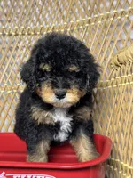 Male 2, a male Miniature Bernedoodle for sale in Russellville, AL – 1 of 2
