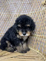 Male 2, a male Miniature Bernedoodle for sale in Russellville, AL – 2 of 2
