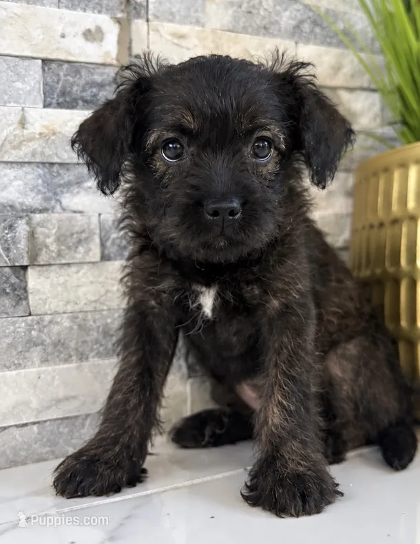 Mocha – French Bulldog, Poodle - Miniature  puppy for sale in Burleson, TX