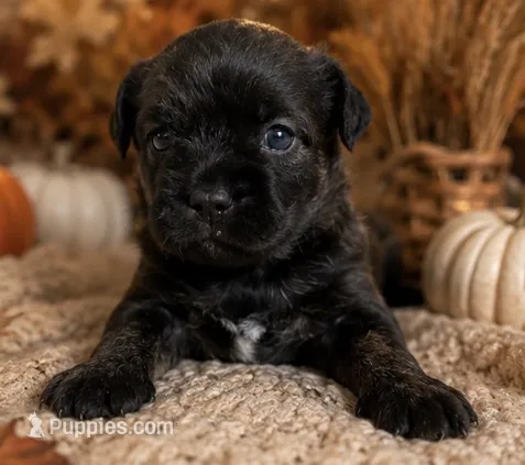 Mocha – French Bulldog, Poodle - Miniature  puppy for sale in Burleson, TX
