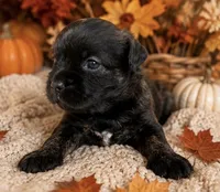 Mocha, a female French Bulldog and Poodle - Miniature  for sale in Burleson, TX – 3 of 3