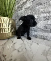 Raven , a female French Bulldog and Poodle - Miniature  for sale in Burleson, TX – 2 of 4