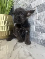 Bandit, a male French Bulldog and Poodle - Miniature  for sale in Burleson, TX – 2 of 3