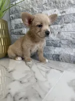 Gizmo, a male French Bulldog and Poodle - Miniature  for sale in Burleson, TX – 3 of 5