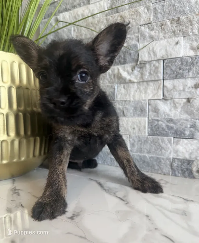 Bruno – French Bulldog, Poodle - Miniature  puppy for sale in Burleson, TX