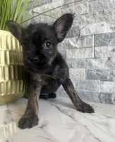 Bruno, a male French Bulldog and Poodle - Miniature  for sale in Burleson, TX – 1 of 4