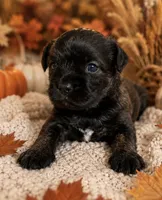 Mocha, a female French Bulldog and Poodle - Miniature  for sale in Burleson, TX – 2 of 3