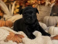 Coco, a female French Bulldog and Poodle - Miniature  for sale in Burleson, TX – 2 of 2