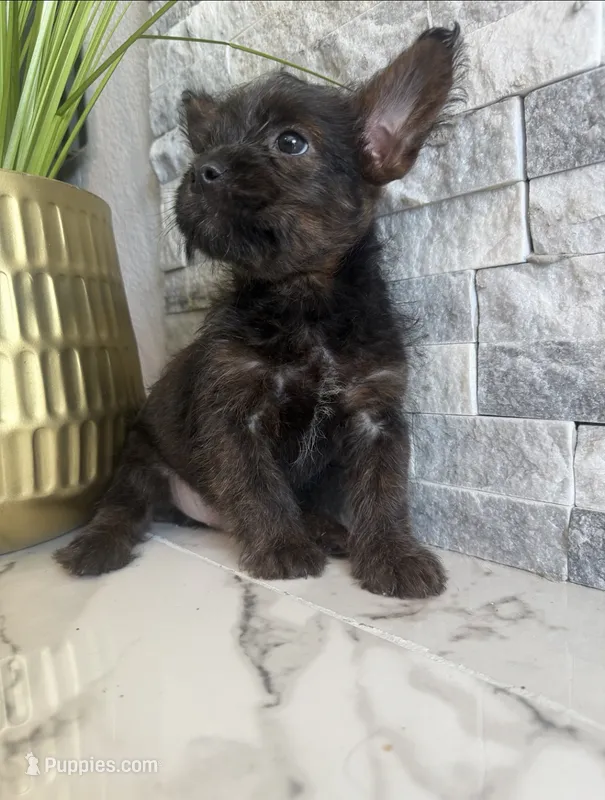Bandit – French Bulldog, Poodle - Miniature  puppy for sale in Burleson, TX