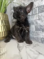 Bandit, a male French Bulldog and Poodle - Miniature  for sale in Burleson, TX – 1 of 3