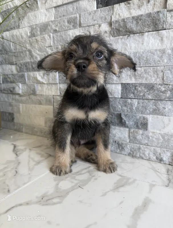 Rocco – French Bulldog, Poodle - Miniature  puppy for sale in Burleson, TX