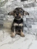 Rocco, a male French Bulldog and Poodle - Miniature  for sale in Burleson, TX – 1 of 4